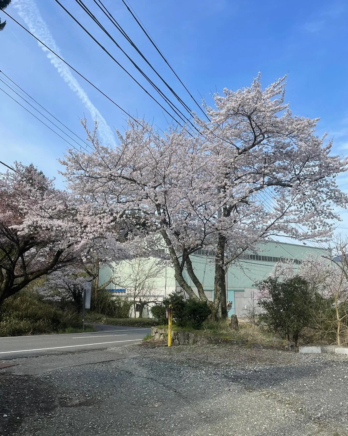 おはよう御座います！