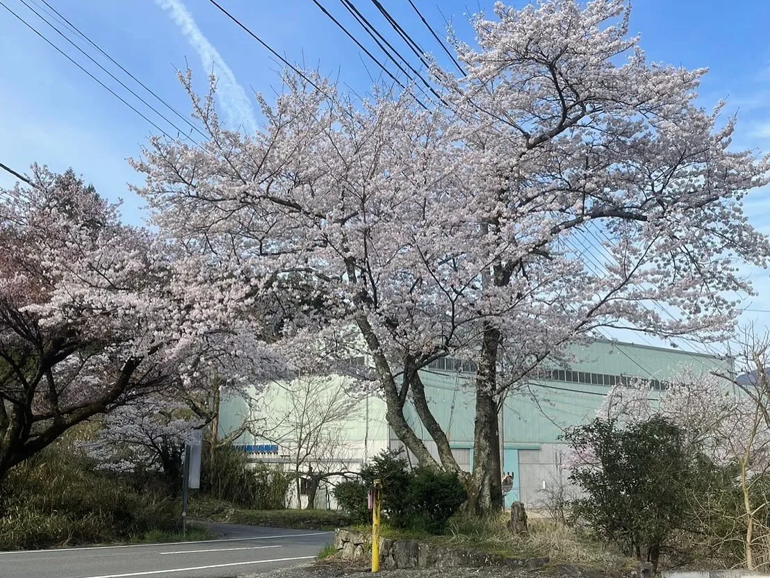 本日はWEED朝来店定例会へご参加頂き誠にありがとうございま...